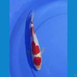 kohaku doitsu