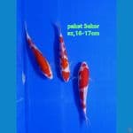 paket 3ekor Kohaku Ori