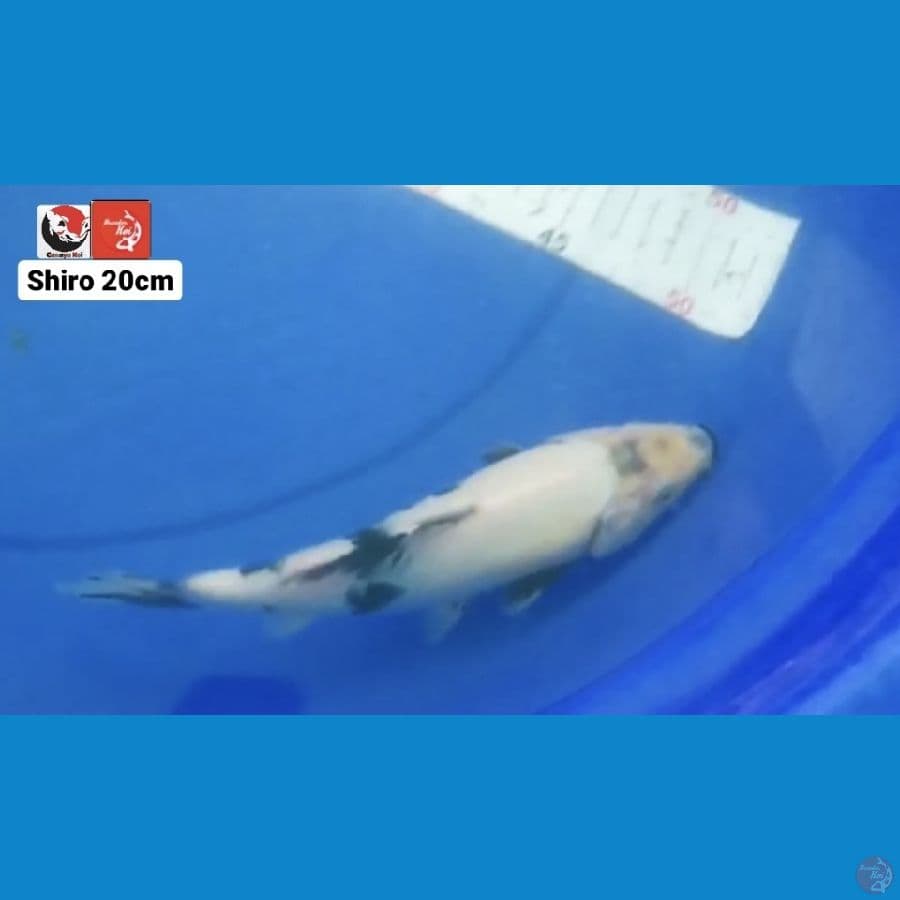 SHIRO 20CM --- CANAYA KOI FARM