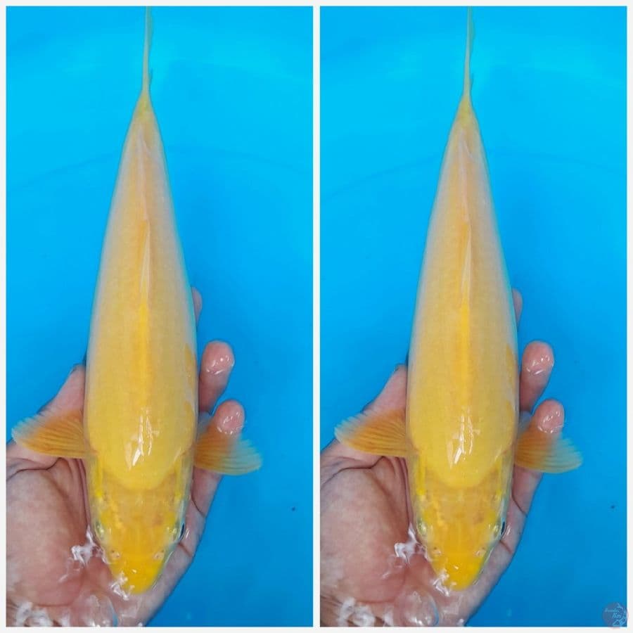 GOOD KARASHI