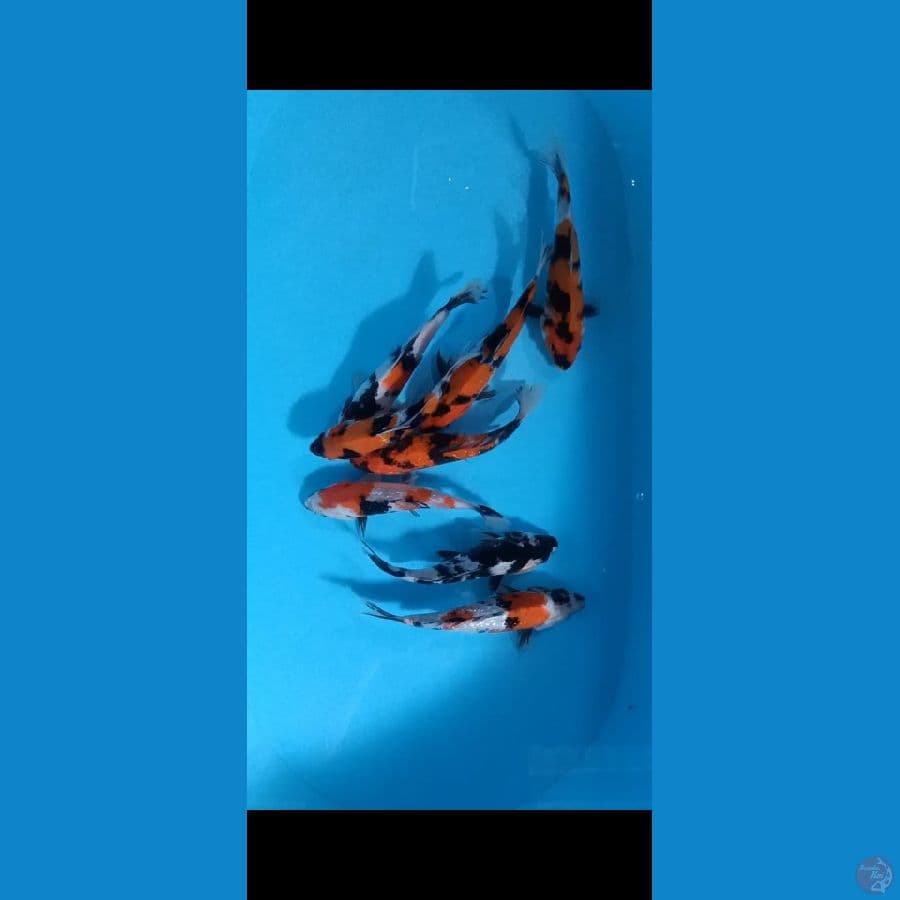 Mix 8ekr size -+20cm