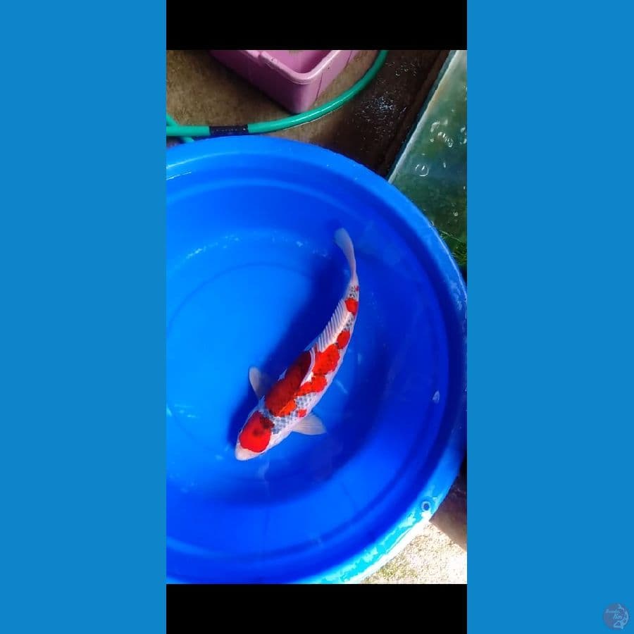 jumbo goshiki 44cm