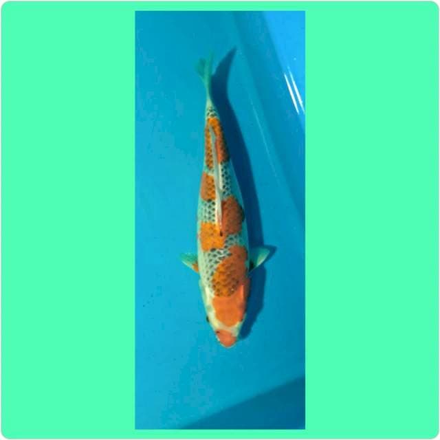 Goshiki 30cm
