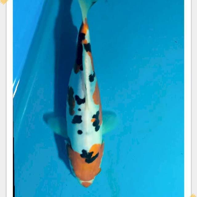 Sanke doitsu 26cm