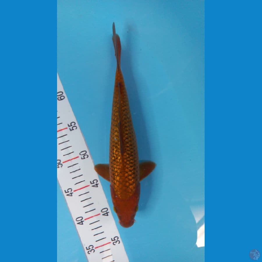 tembaga 28 cm gindrin 