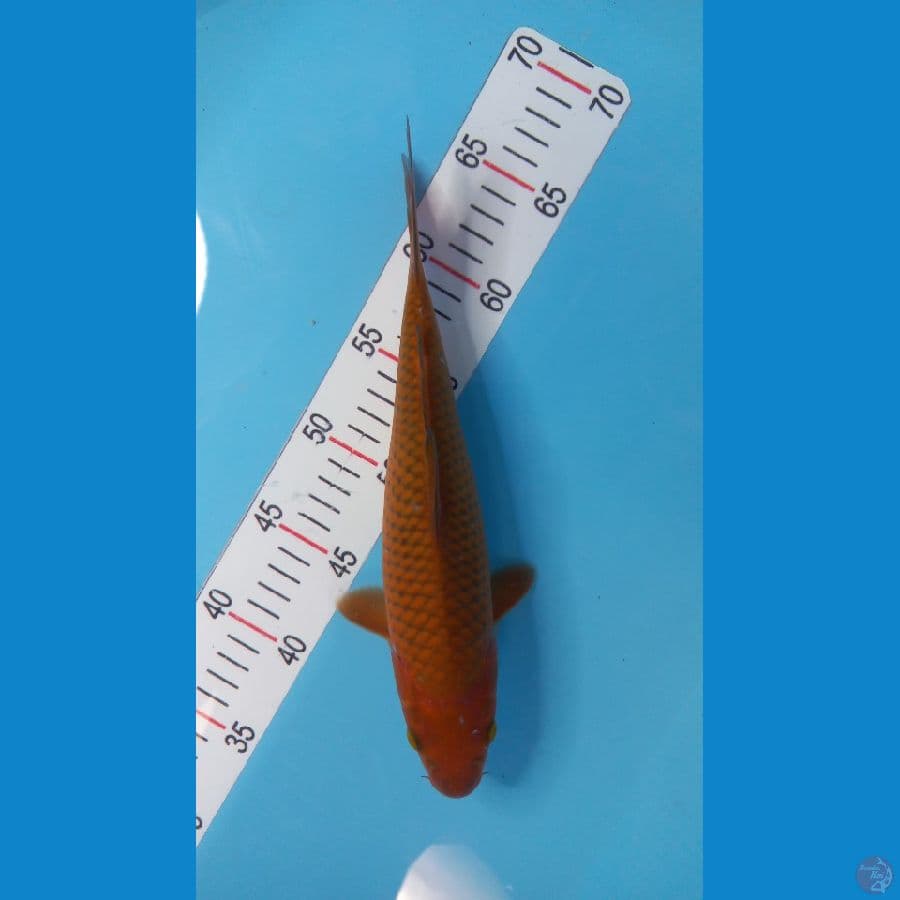 cagoi tembaga 29 cm 