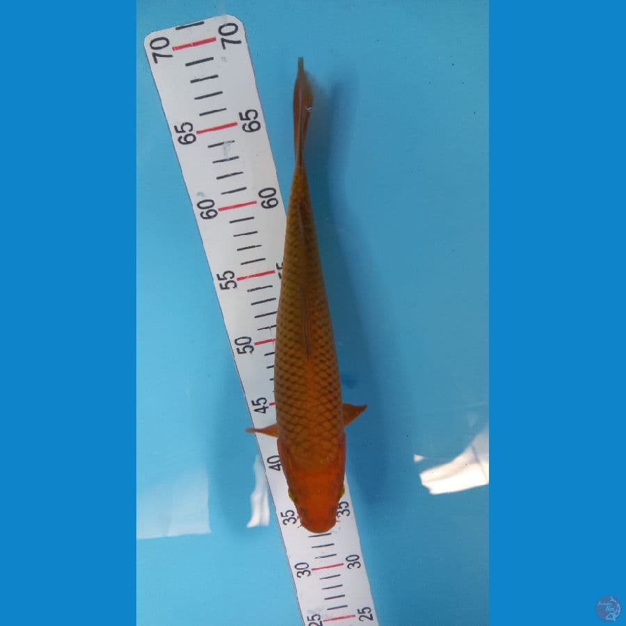 cagoi 30 cm tembaga