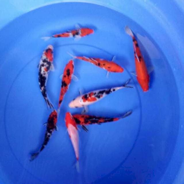 Mix 9 ekor 15-19 cm