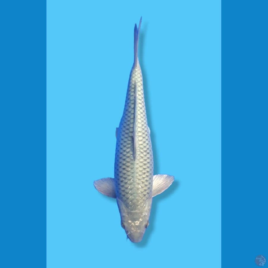 SORAGOI BODY JUMBO / MALE / 37CM