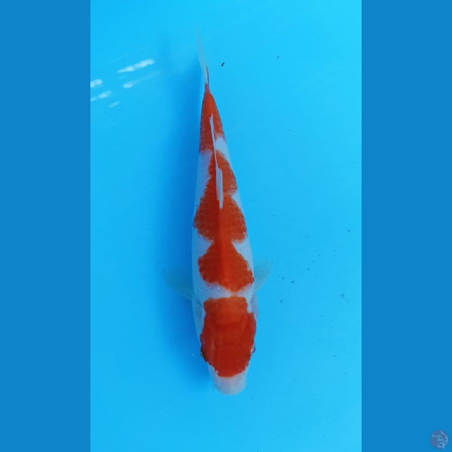 kohaku inazuma 21cm