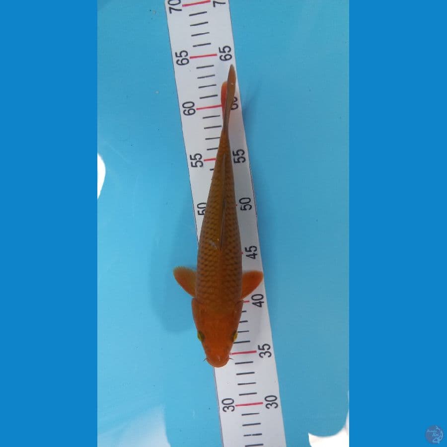 31 cm cagoi