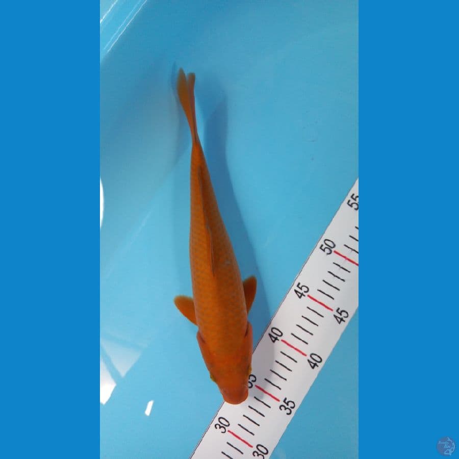 cagoi 33 cm