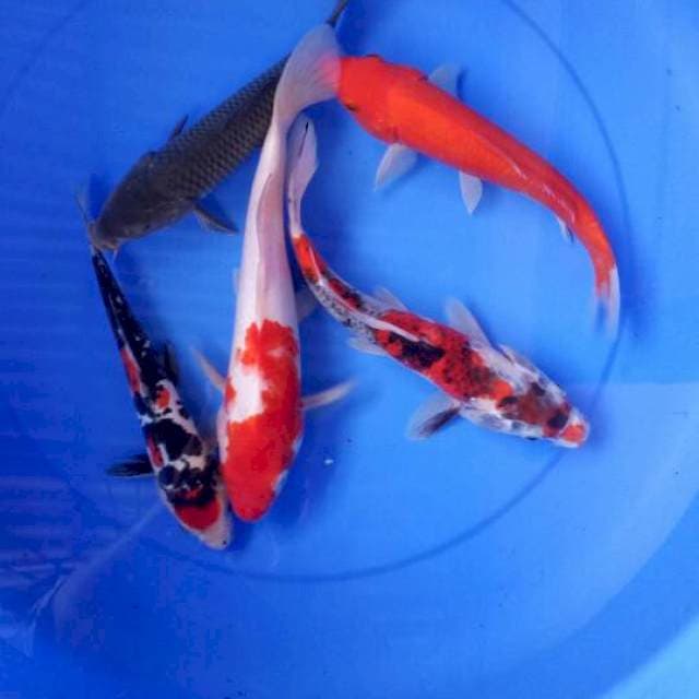 Mix 5 ekor 23-29 cm
