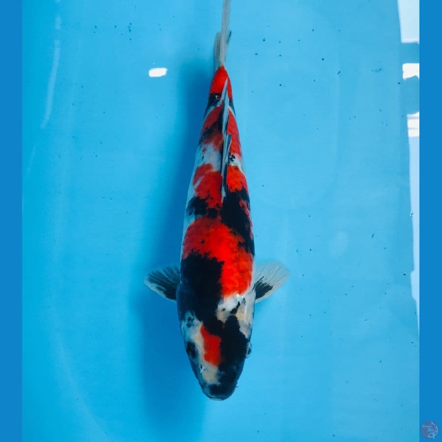 maruten showa, 30 cm