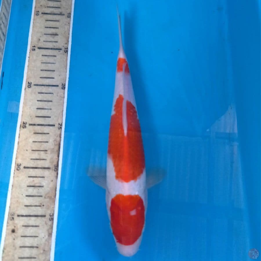 kohaku, 27 cm