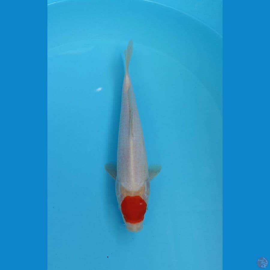 tancho kohaku 26cm