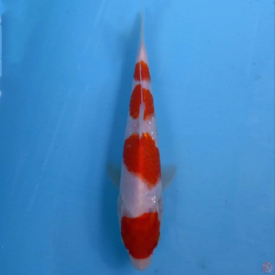 kohaku, 21 cm