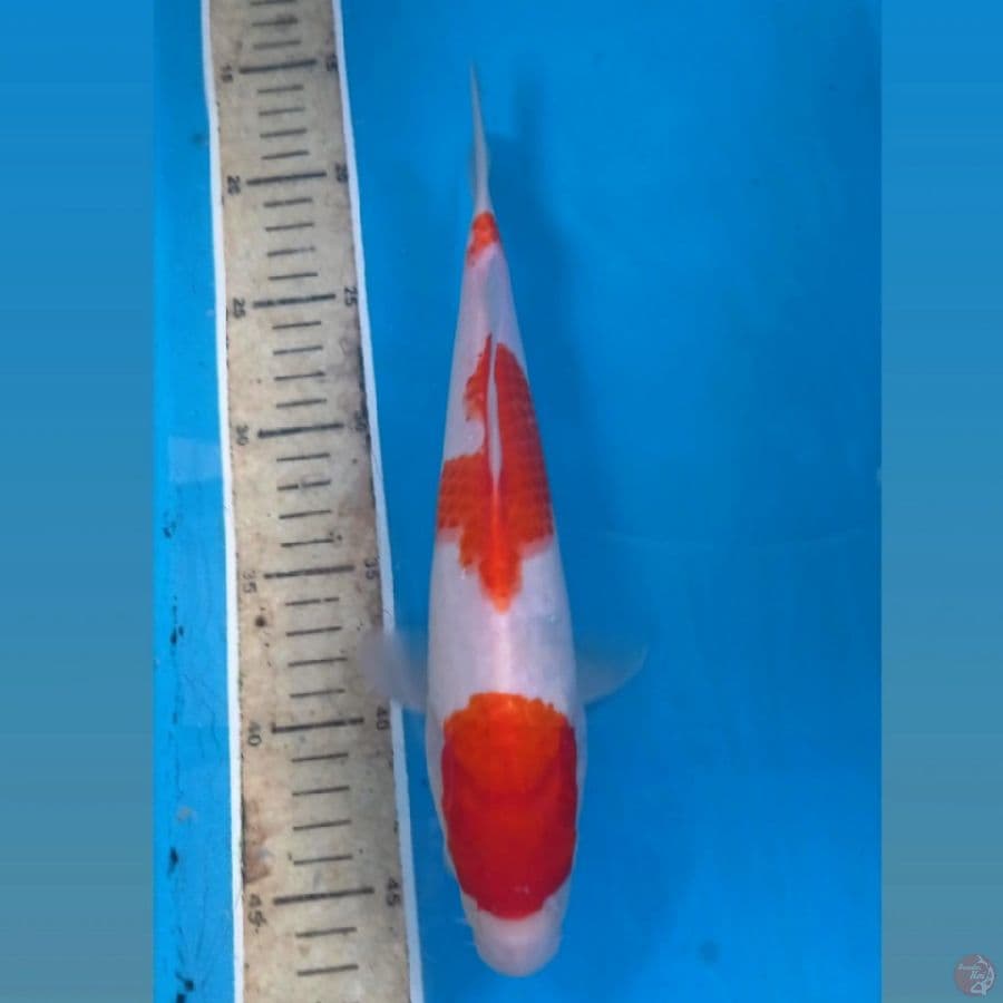 kohaku, 27 cm