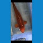cagoi jumbo jantan 69cm