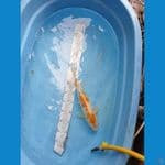 Hariwake 37cm