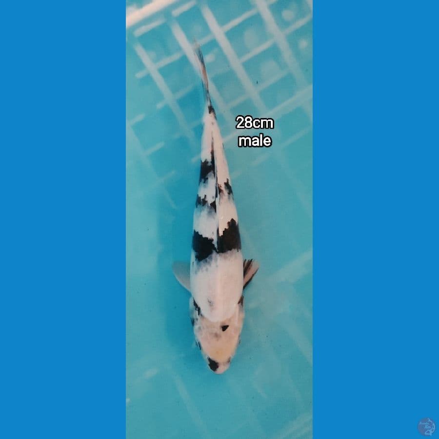 shiro male 28