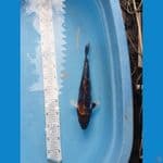 Kin Showa 36cm