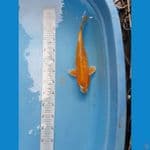 Hariwake 35cm
