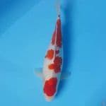 40cm KOHAKU