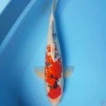 44cm. SANKE