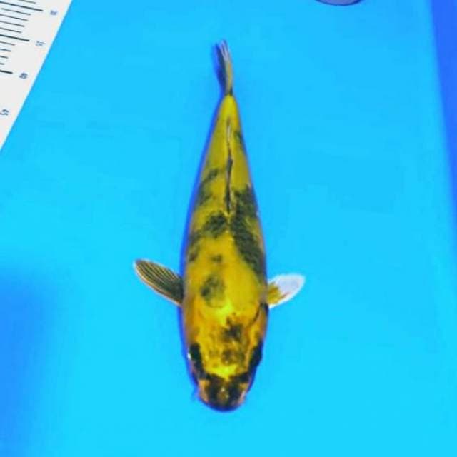 Ki utshuri jumbo ( kuning ) body joss