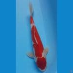 36cm KOHAKU