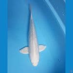 36cm. PLATINUM JANTAN