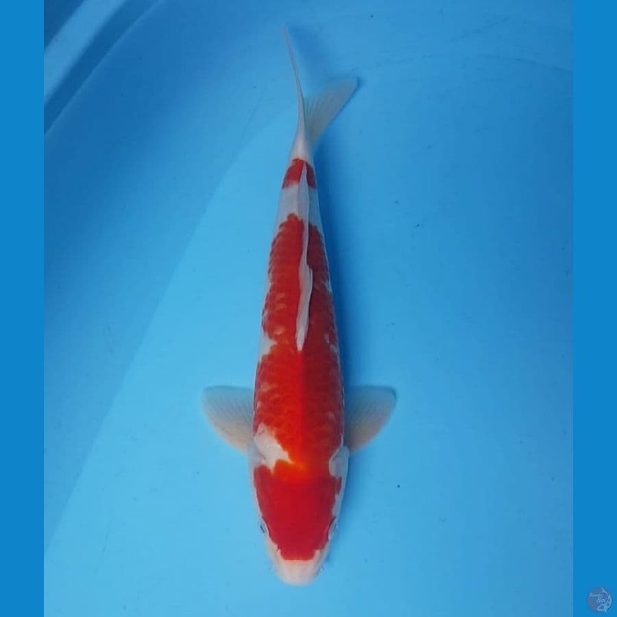 34cm. KOHAKU JANTAN