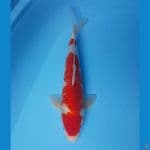 34cm. KOHAKU JANTAN