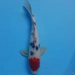 31cm. TANCO SANKE