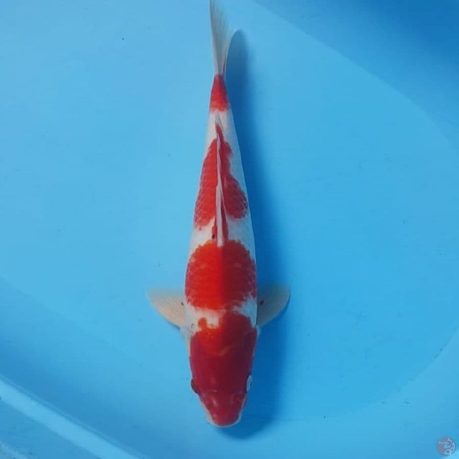 43cm. KOHAKU JANTAN
