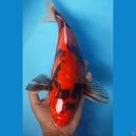42cm. JANTAN HiSHOWA