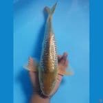 41cm. GINRIN JANTAN
