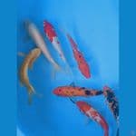 mix koi