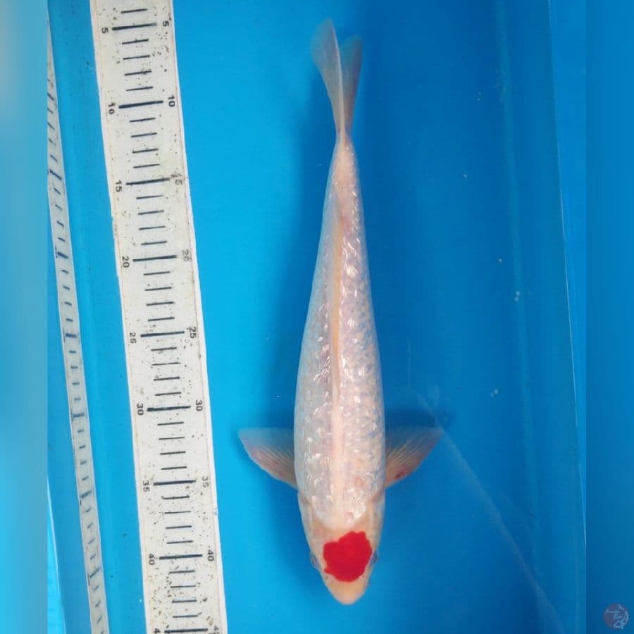 TC GIDRIN 35cm MALE