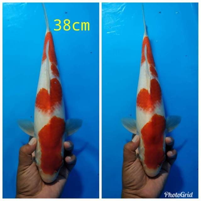 Kohaku