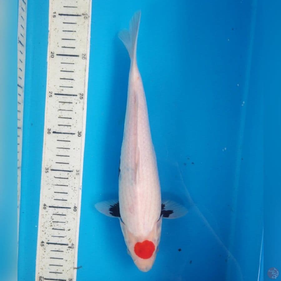 TC SHOWA MOTOGORO 32cm FEMALE