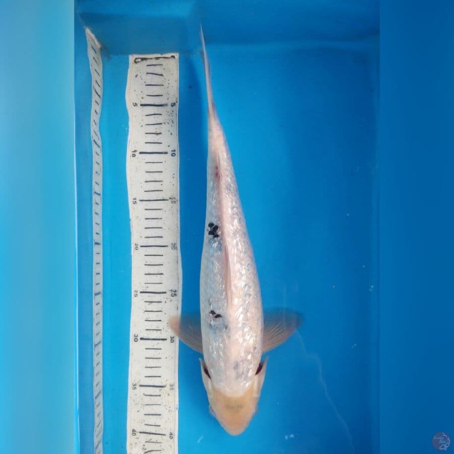 SHIRO GIDRIN TATEGOI 39CM MALE