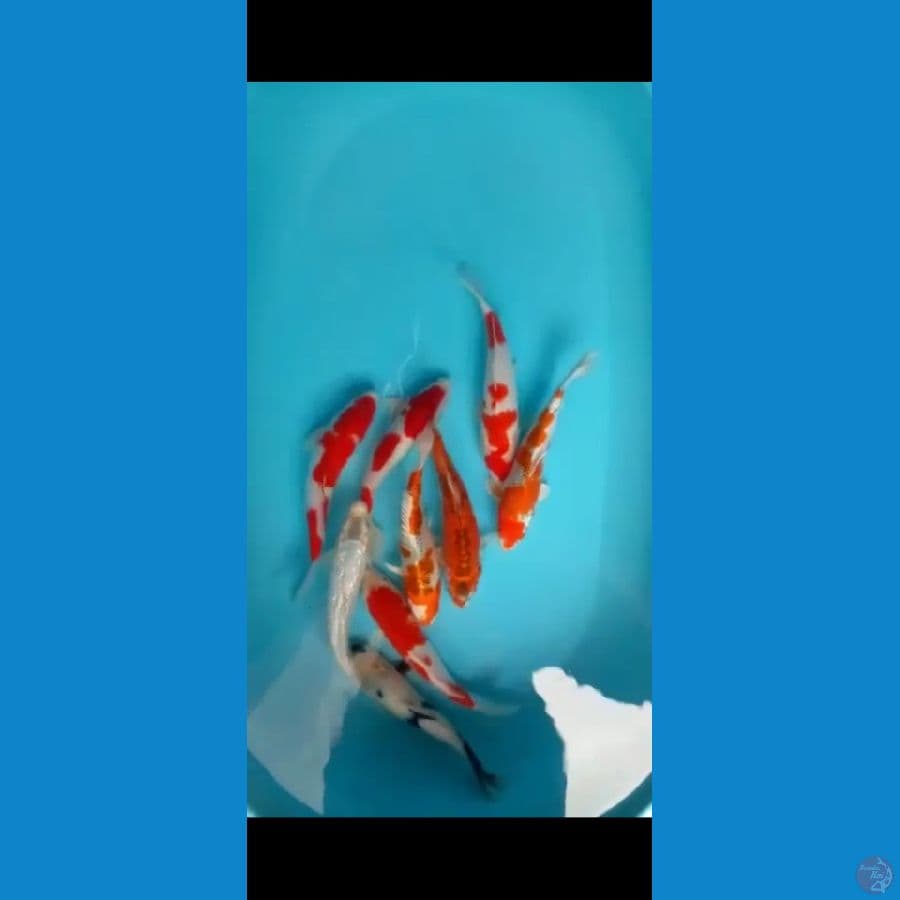Koi mix 9 ekor size 26-29cm