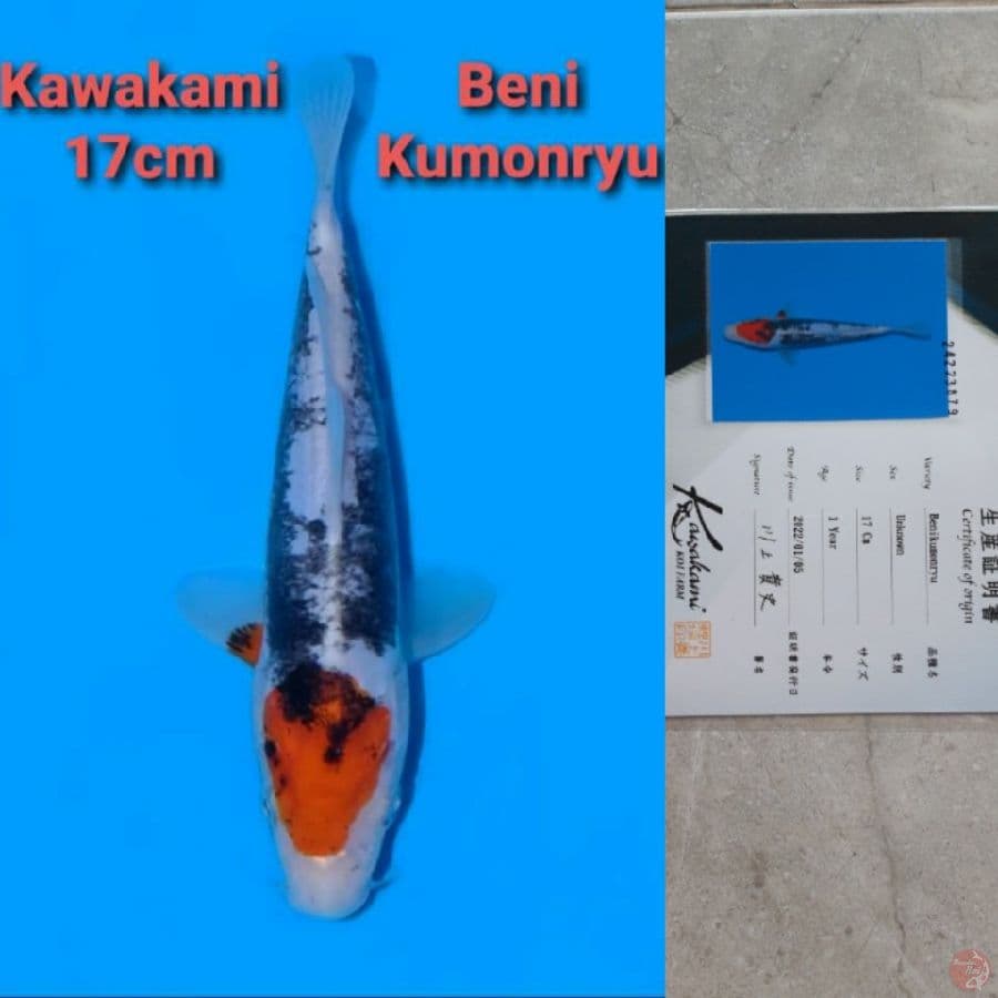KAWAKAMI BENI KUMONRYU