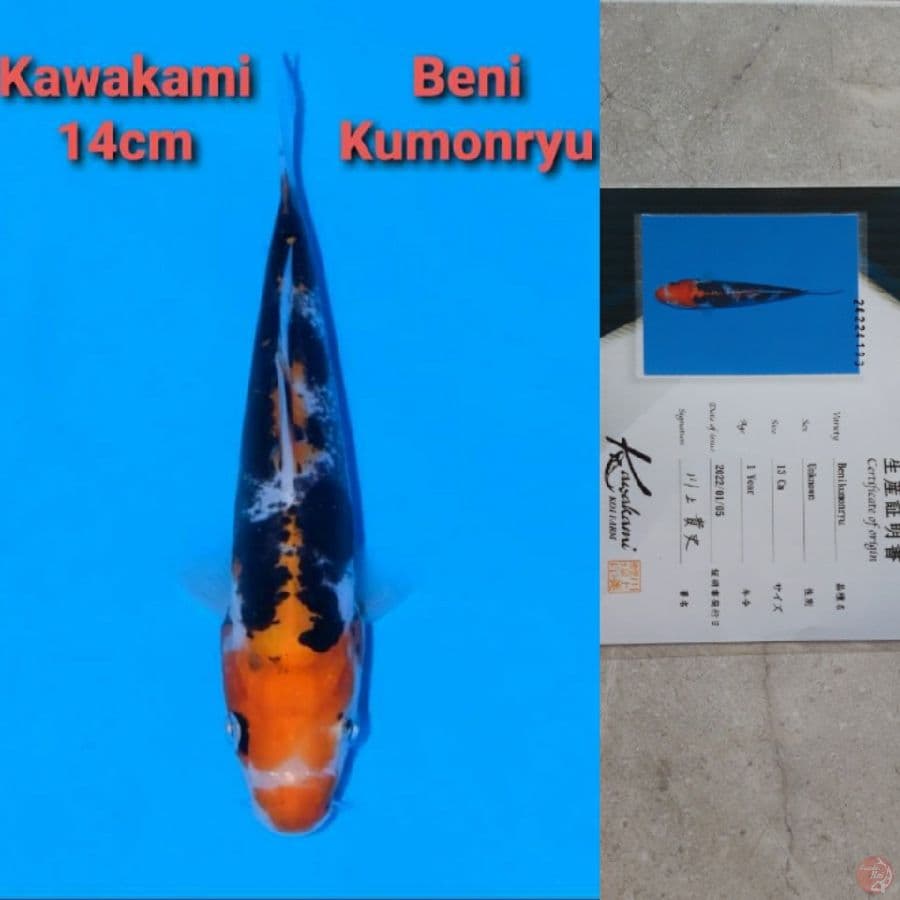 KAWAKAMI BENI KUMONRYU