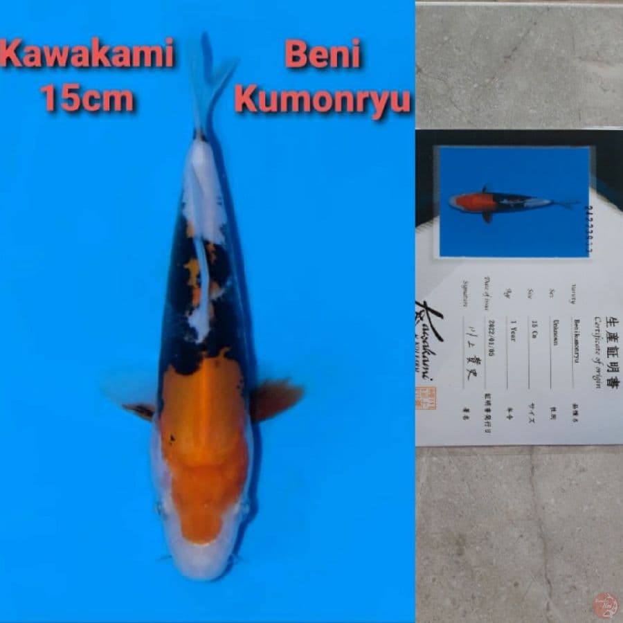KAWAKAMI BENI KUMONRYU