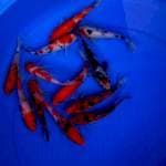 Mix koi 12 ekor 14-15 cm
