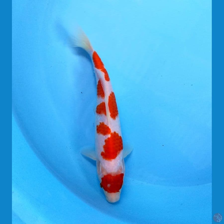 maruten 22cm
