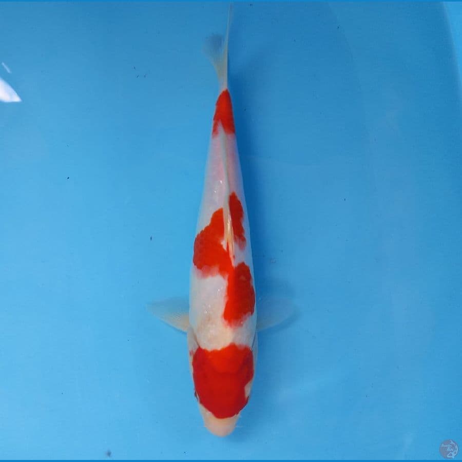 kohaku 26cm